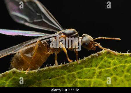 Jour des fourmis volantes Banque D'Images