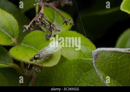 fourmis volantes Banque D'Images