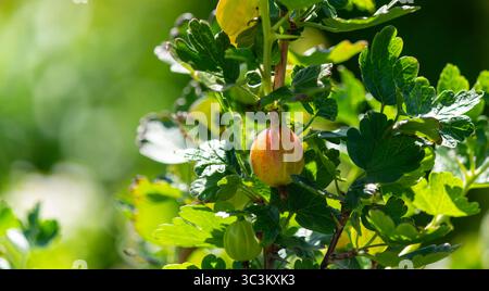 Une plante de groseille à maquereau, un gros plan d'une branche avec plusieurs baies de groseille jaune et rouge parmi des feuilles vert vif. Banque D'Images