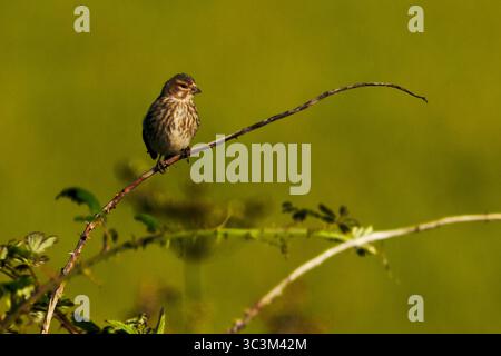 Linnet femelle célibataire (Linaria cannabina) sur tige de bramble, Cornwall, Royaume-Uni Banque D'Images