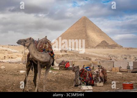 Chameaux reposant sur le sable du désert devant la Grande Pyramide de Gizeh, une scène intemporelle près du Caire, en Egypte. Banque D'Images