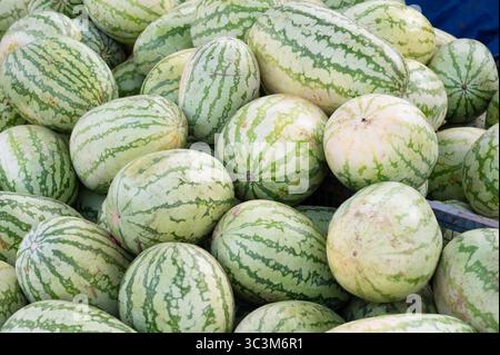 Énorme tas de pastèques biologiques mûres à l'étal du marché, fruits tropicaux frais à vendre, melon Citrullus lanatus, agriculture et agriculture, produits alimentaires Banque D'Images