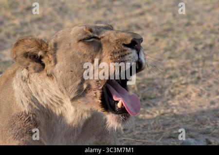 Bâillement du lion féminin plein ventre Banque D'Images