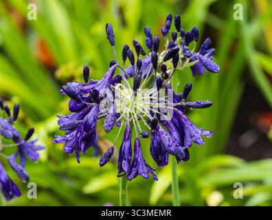 Pendentif fleurs bleues sous la pluie tapée tête de la vivacité robuste, Agapanthus 'Patent Blue' Banque D'Images