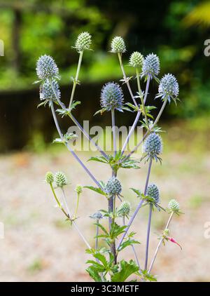 Têtes de fleurs bleues épaisses de la vivacité rustique, floraison estivale, Eryngium planum Banque D'Images