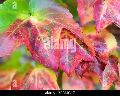 Gros plan de feuilles denses de vigne rouge-orange d'automne avec structure veineuse jaune visible Banque D'Images