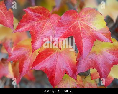 Gros plan de feuilles denses de vigne rouge-orange d'automne avec structure veineuse jaune visible Banque D'Images