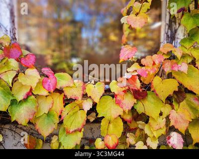 Feuilles de vigne d'automne jaunes et rouges sur un cadre de fenêtre avec reflet du ciel et des arbres Banque D'Images