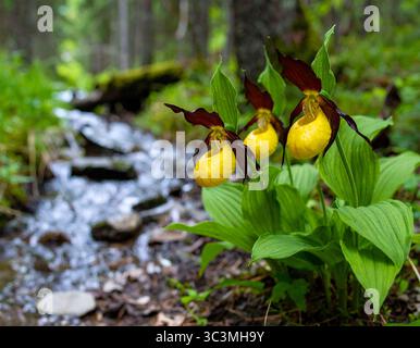 Yellow Lady’s Slipper (Cypripedium calceolus) gros plan d’orchidées sauvages Yellow Lady’s Slipper poussant près d’un ruisseau forestier, mettant en valeur leur éclat Banque D'Images