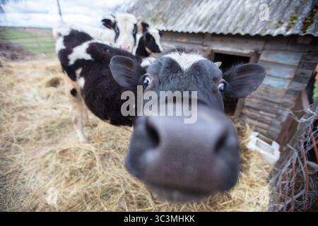 Une vache avec un nez noir et des marques blanches sur son visage regarde la caméra. La scène se déroule dans une grange avec du foin au sol Banque D'Images