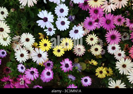 Une vif exposition de Cape Marguerite multicolore, Osteospermum, fleurs en pleine floraison. Ils sont de différentes couleurs, y compris rose, violet, blanc, et Banque D'Images