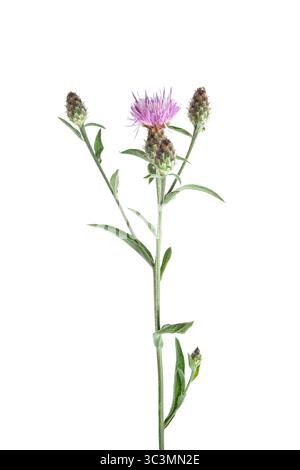 Plante herbacée à fleurs, le chardon rampant (Cirsium arvense) est considéré comme une mauvaise herbe nocive malgré sa capacité à attirer les pollinisateurs Banque D'Images