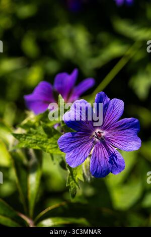Gros plan d'une fleur violette de géranium sauvage entourée d'un feuillage vert luxuriant, capturant les motifs complexes de ses pétales sous un sunli naturel Banque D'Images