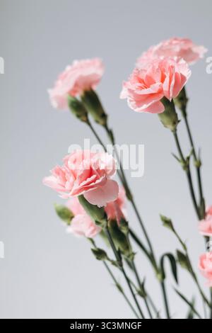 Un délicat bouquet d'œillets roses doux magnifiquement disposés sur un fond neutre, capturant l'essence de l'élégance et de la simplicité. Perfec Banque D'Images