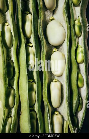 Gros plan de fèves fraîches nichées dans leurs gousses vertes naturelles. L'image met en évidence la couleur et la texture vibrantes, mettant en valeur ces saines, Banque D'Images