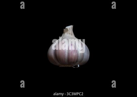 Tête d'ail. Vue latérale du bulbe d'un ail rouge biologique (Allium sativum) cultivé sans pesticides ni engrais chimiques. Fond noir Banque D'Images