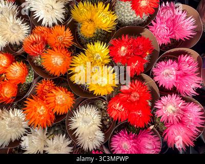 Vue de dessus des fleurs vibrantes d'Helichrysum en différentes couleurs, y compris orange, rouge, jaune et blanc, magnifiquement disposées en pots. Idéal pour la maison et g Banque D'Images
