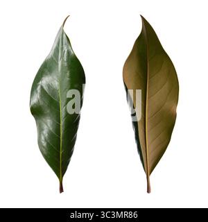 Feuille de Magnolia. Faces supérieure et inférieure d'une feuille de magnolia méridional (Magnolia grandiflora). Haute résolution, isolé, fond blanc Banque D'Images