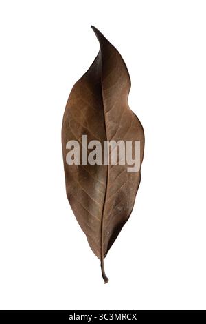 Feuille de Magnolia. Face inférieure d'une feuille brune de magnolia du Sud (Magnolia grandiflora). Haute résolution, isolé, fond blanc Banque D'Images