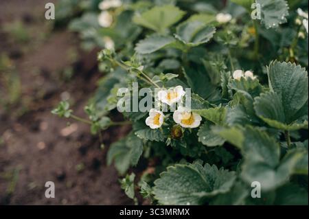 Gros plan de fleurs de fraises fraîches fleurissant dans un jardin verdoyant luxuriant, mettant en valeur les pétales blancs délicats et les centres jaunes vibrants au milieu d'un g sain Banque D'Images