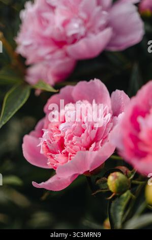 De belles pivoines roses en pleine floraison créent une scène élégante dans le jardin. Les pétales luxuriants et les couleurs vibrantes ajoutent la beauté naturelle et le charme, parfait f Banque D'Images