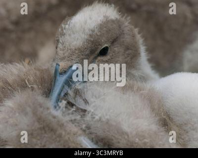 Un gros plan d'un cygnet mignon cygnet Banque D'Images
