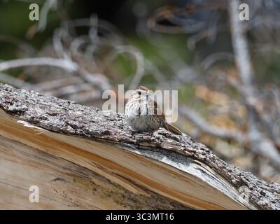 Sparrow Melospiza melodia perché sur un tronc d'arbre tombé, à côté d'un sentier naturel, près de Schwabacher Landing Road, Grand Teton National Park, Wyomin Banque D'Images