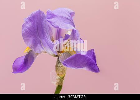 Une superbe fleur d'iris violette avec des pétales complexes et doux et une courbe douce, placée sur un fond pastel doux, soulignant l'élé délicat de la nature Banque D'Images