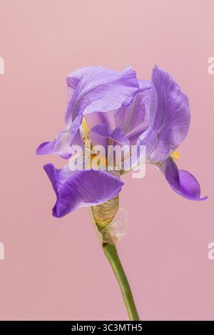 Magnifique gros plan d'une fleur d'Iris violette affichant ses pétales délicats et ses textures complexes, sur un fond rose doux. Idéal pour la nature Banque D'Images