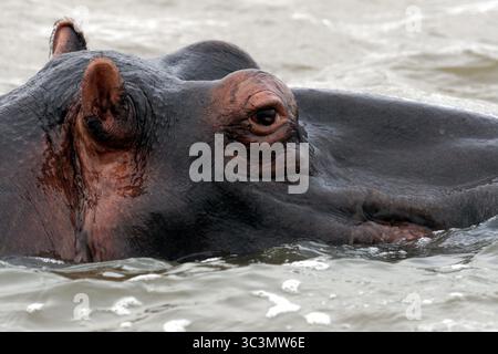 Gros plan d'un hippopotame nageant dans une rivière en afrique du Sud Banque D'Images