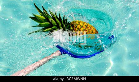 Un ananas mûr est habilement extrait d'une piscine bleue rafraîchissante avec un filet, créant une éclaboussure vibrante. La scène capture l'essence du su Banque D'Images