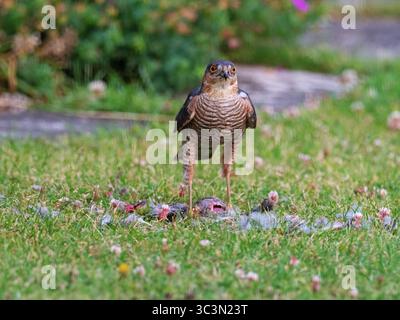 Eurasian sparrowhawk Accipiter nisus mâle avec colombe eurasienne Streptopelia decaocto squab provenant d'un nid dans un jardin, Ringwood, Hampshire, en Banque D'Images