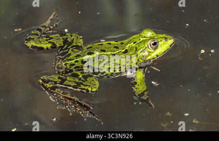 Une grenouille verte vibrante flotte gracieusement calmement à la surface d'un étang paisible et tranquille rempli d'eau Banque D'Images