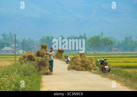 Un homme porte des paquets de riz mûr qui viennent d'être coupés sur le champ jaune vif de Muong Thanh dans l'après-midi d'été Banque D'Images