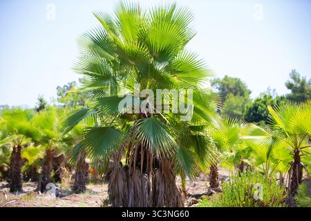 Les palmiers prospèrent à la lumière du soleil, créant la sérénité. Banque D'Images