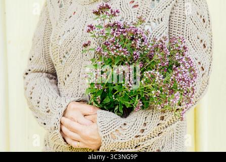 Gros plan d'une femme dans un pull beige tenant un bouquet fraîchement cueilli d'origan Origanum vulgare. Banque D'Images