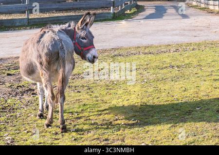 Un âne gris dans un licol rouge se dresse tranquillement près d'une route de village, entouré d'herbe et de lumière du soleil. Banque D'Images