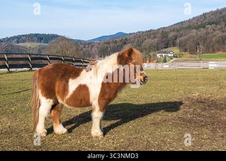 Un poney brun et blanc se tient seul dans un grand champ herbeux par une journée ensoleillée. Campagne paisible. Banque D'Images