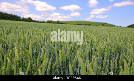 Champ de blé vert sous le ciel bleu d'été. Vaste champ de blé vert non mûr poussant en rangées sous un ciel lumineux avec des nuages moelleux, entouré de lointains Banque D'Images