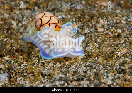 Cette limace de mer à coquillage basal, Micromelo guamensis, est également connue sous le nom d'escargot bulle, Guam, Micronésie. Banque D'Images