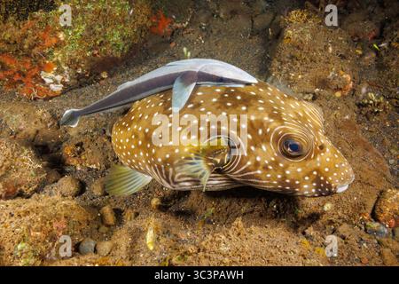 Dans ce moment rare capturé sur le récif près de Bali, en Indonésie, un élancé de poisson-mère, Echeneis naucrates, également connu sous le nom de remords, monte sur le dos de Banque D'Images