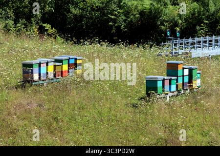 Des groupes de ruches en bois peintes forment un rucher vibrant parmi les fleurs sauvages et les hautes herbes, y compris l'achillea millefolium et la carotte sauvage Banque D'Images