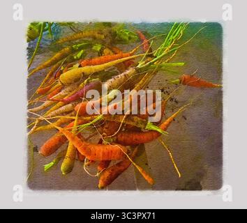 Des carottes fraîches creusées du jardin sont vues dans une peinture à l'aquarelle numérique. Banque D'Images