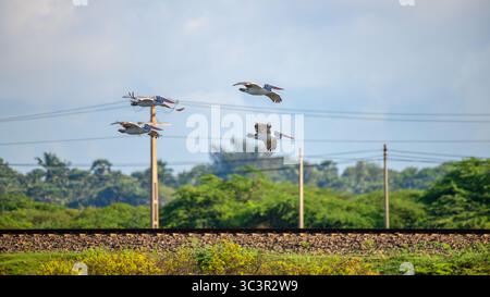 Un groupe de pélicans vole bas au-dessus d'une voie ferrée entourée de verdure à Mannar, au Sri Lanka, avec des lignes électriques et des arbres en arrière-plan Banque D'Images