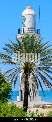 Un grand phare blanc de Talaimannar se dresse derrière un palmier près de la côte, avec la mer et le ciel bleu profond formant une toile de fond vibrante. Banque D'Images