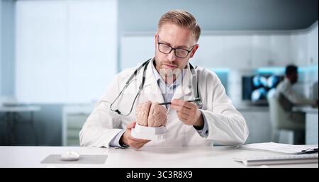 Neurologue expert démontrant le modèle cérébral au patient lors d'une consultation en clinique. Banque D'Images