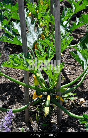 Plantes cultivées de courgette bicolore Zephyr, alias Cucurbita pepo ou Zucchini UK jardin juillet Banque D'Images