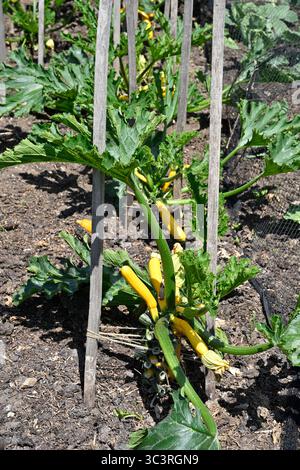 Plantes cultivées de courgettes jaunes, alias Cucurbita pepo ou Zucchini UK Garden juillet Banque D'Images