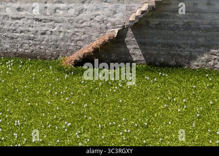 Arrière-plan avec un vieux mur sale et des escaliers le long de celui-ci en diagonale, l'eau complètement recouverte de plantes de jacinthe d'eau Banque D'Images