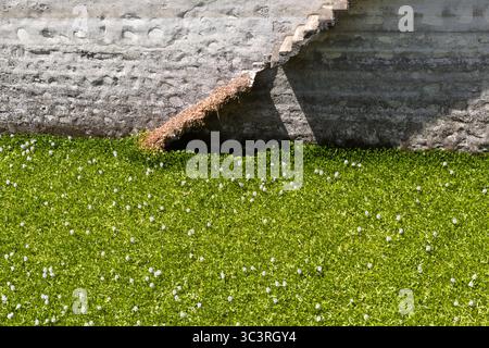 Arrière-plan avec un vieux mur sale et des escaliers le long de celui-ci en diagonale, l'eau complètement recouverte de plantes de jacinthe d'eau Banque D'Images